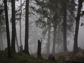 灯罩夜菇：深林中的神秘精灵