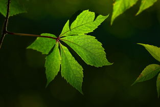 树苗批发基地：绿色生命的源泉，造林绿化的首选