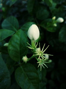 茉莉花茶：寒性与温性的探讨，茉莉花茶属于寒性还是温性