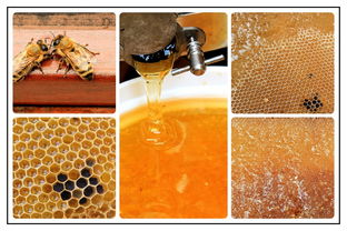 网购达人教你如何选购优质蜂蜜与蜂产品