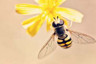 授粉蜂，网购达人的蜜蜂授粉小助手