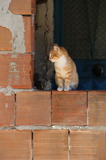 猫咪罐头，如何为爱宠挑选优质罐头？资深网购达人的指南