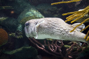 打造水族乐园，鱼缸与水族箱的选购指南